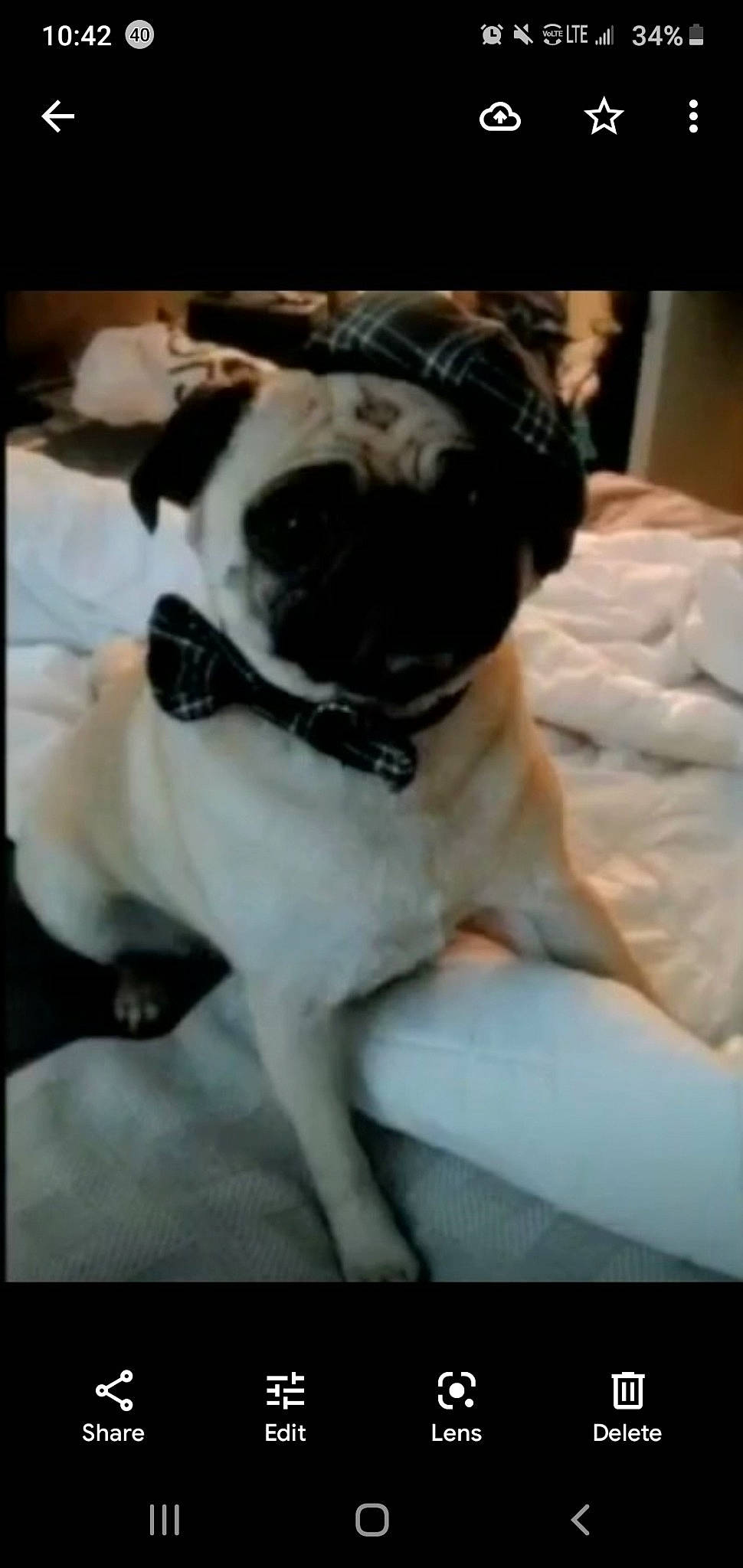 Jenna joined the competition — help win amazing prizes! canidae, carnivore, collar, comfort, companion_dog, dog, dog_breed, dog_collar, fawn, fur, non_sporting_group, pet_supply, pug, puppy_love, snout, sporting_group, toy_dog, whiskers, working_animal, wrinkle