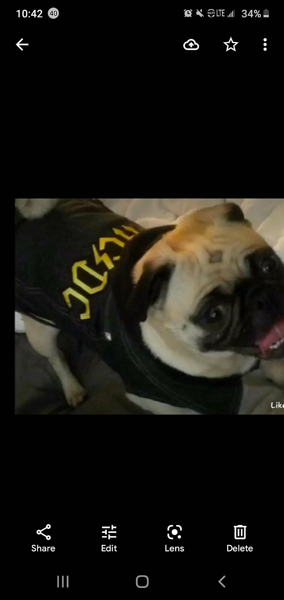 Jenna is registered to the contest to win money with this photo: canidae, carnivore, comfort, companion_dog, dog, dog_breed, fawn, flooring, font, fur, photo_caption, pug, puppy_love, snout, sporting_group, terrestrial_animal, toy_dog, whiskers, working_animal, wrinkle