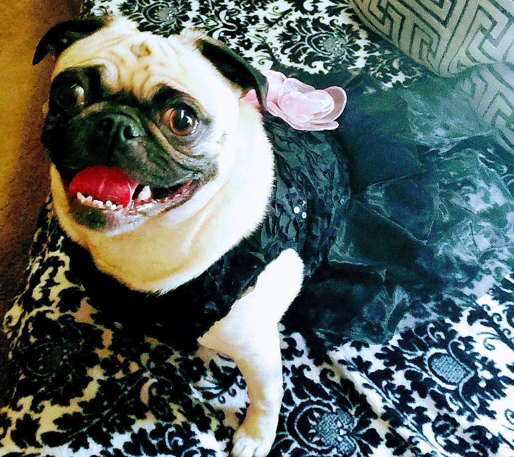 Jenna joined the competition — help win amazing prizes! carnivore, companion_dog, dog, dog_breed, dog_clothes, dog_collar, dog_supply, eyewear, fawn, grass, leash, personal_protective_equipment, pug, snout, sporting_group, toy_dog, water, whiskers, working_animal, wrinkle