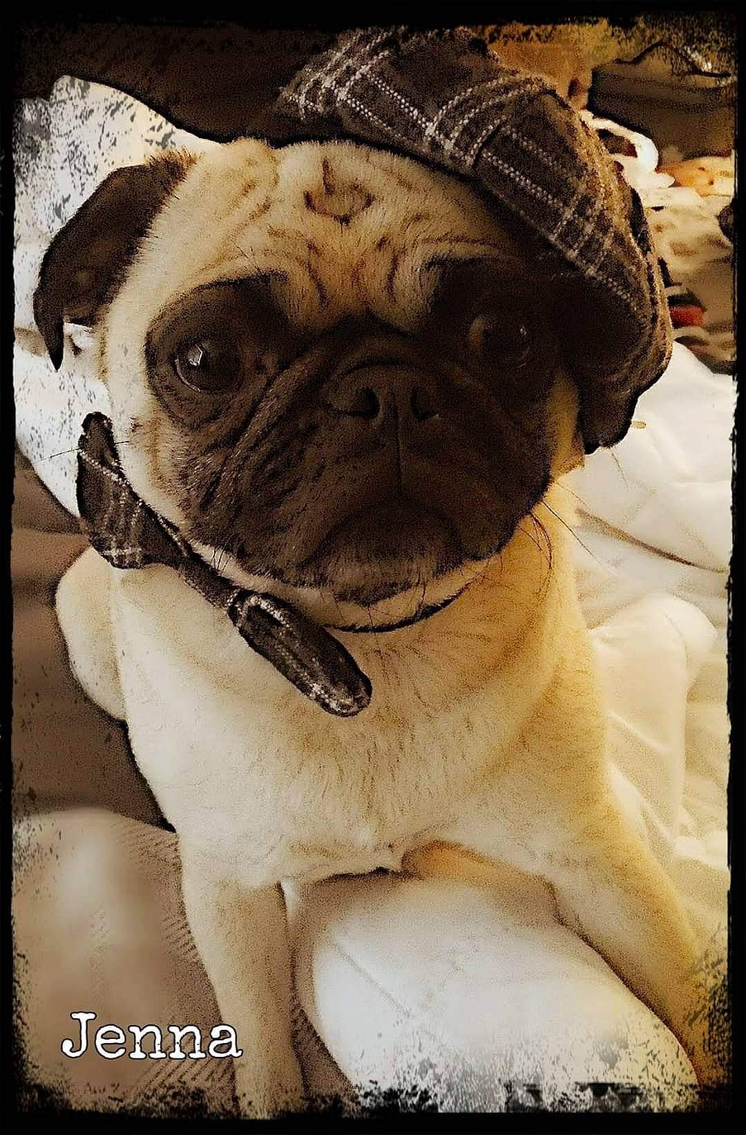 Jenna is registered to the contest to win money with this photo: art, bulldog, canidae, carnivore, collar, companion_dog, dog, dog_breed, dog_collar, fawn, fur, pet_supply, pug, snout, sporting_group, terrestrial_animal, toy_dog, whiskers, working_animal, wrinkle