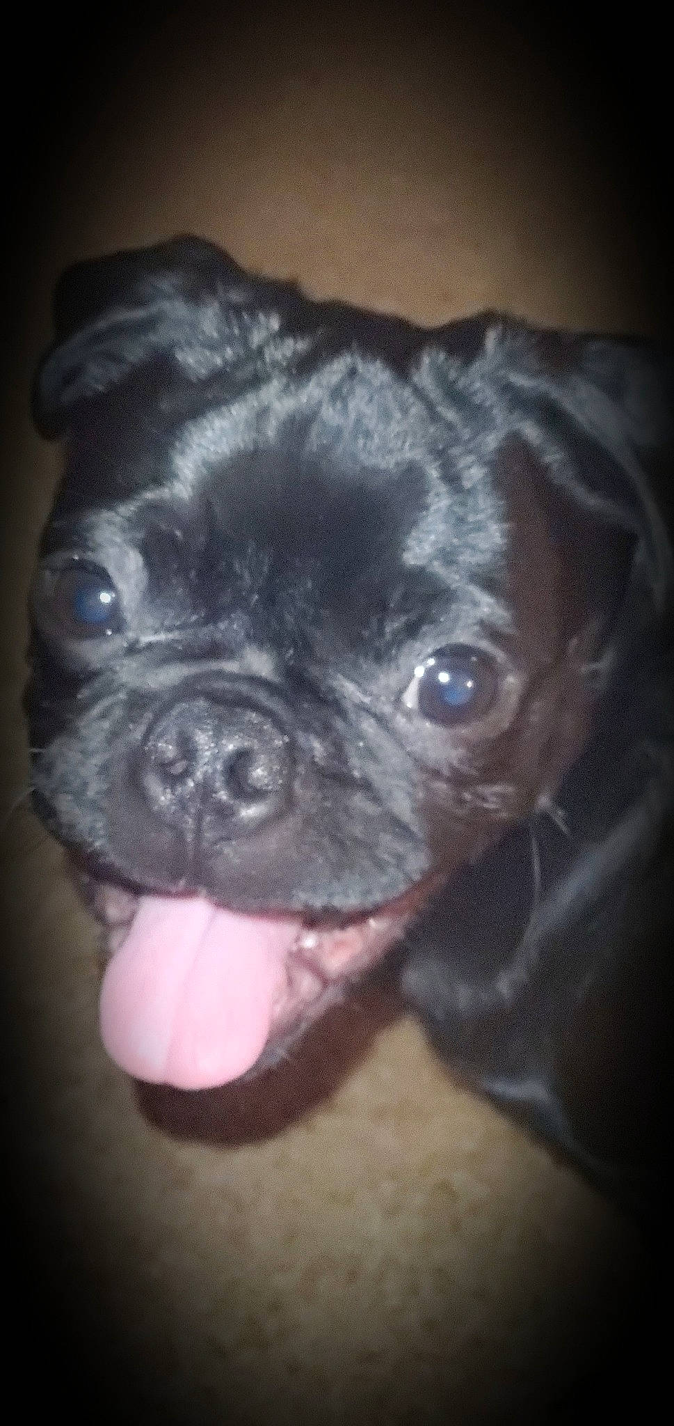 Jack is registered to the contest to win money with this photo: art, canidae, carnivore, companion_dog, darkness, dog, dog_breed, ear, electric_blue, fawn, fur, liver, pug, snout, sporting_group, terrestrial_animal, toy_dog, whiskers, working_animal, wrinkle