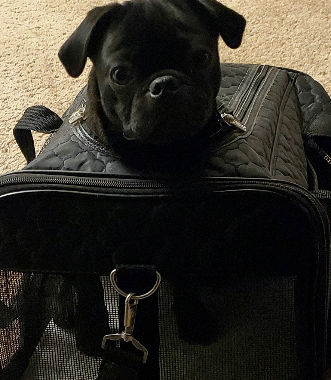 Jack is registered to the contest to win money with this photo: black, button, carnivore, collar, comfort, companion_dog, dog, dog_breed, fawn, fur, grey, jacket, leather_jacket, liver, outerwear, sleeve, snout, toy_dog, whiskers, working_animal