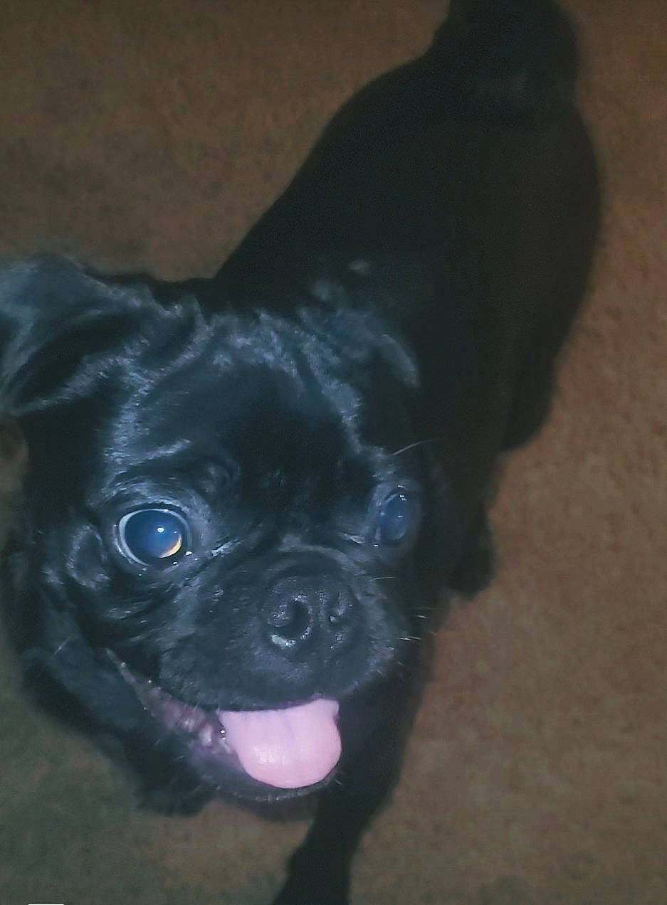 Jack is registered to the contest to win money with this photo: canidae, carnivore, companion_dog, dog, dog_breed, ear, electric_blue, fawn, fur, non_sporting_group, pug, snout, sporting_group, terrestrial_animal, toy_dog, whiskers, working_animal, wrinkle