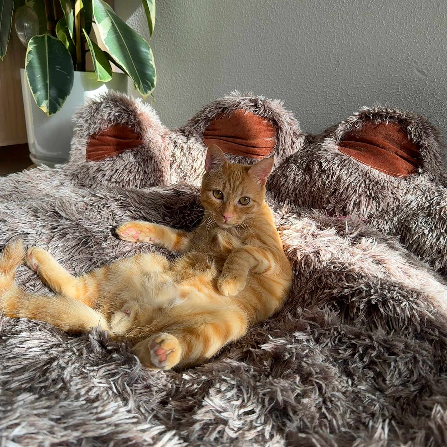 Willow a rejoint le concours — aidez-le/la à gagner de superbes lots ! abyssinian, animal, bed, bedroom, blanket, cat, clothing, couch, cushion, fur, furniture, homedecor, indoors, kitten, manx, pet, plant, pottedplant, quilt, room