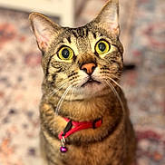 Sebastian joined the competition — help win amazing prizes! animal, background_blur, bell, cat, closeup, collar, curious, cute, domestic_cat, expressive, feline, focused, fur, indoor, pet, portrait, sitting, tabby, whiskers, yellow_eyes