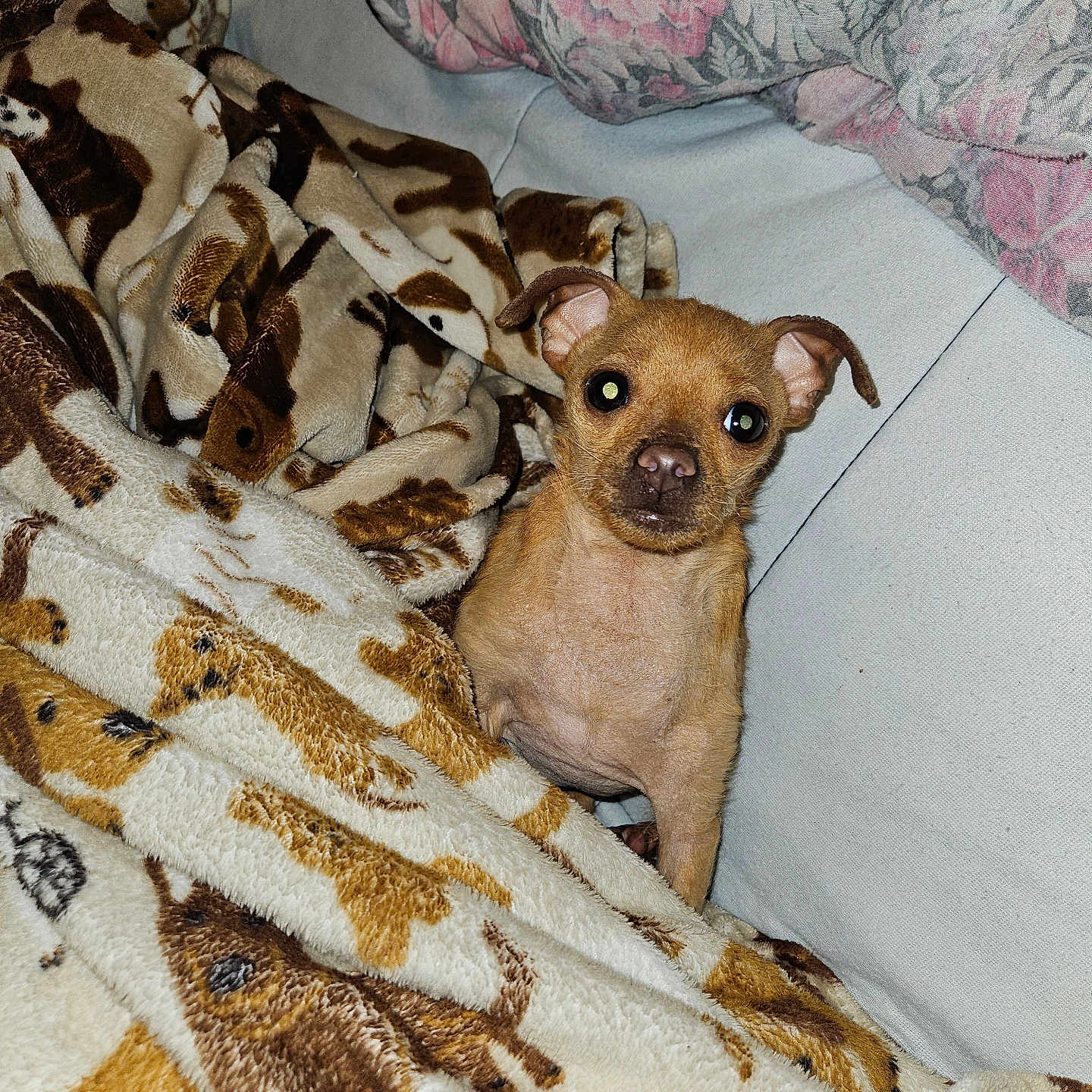 Journey is registered to the contest to win money with this photo: animal, blanket, comfort, couch, cozy, curious, cute, dog, ears, eyes, face, fluffy, furniture, home, indoor, patterned_blanket, pet, resting, small_dog, tan