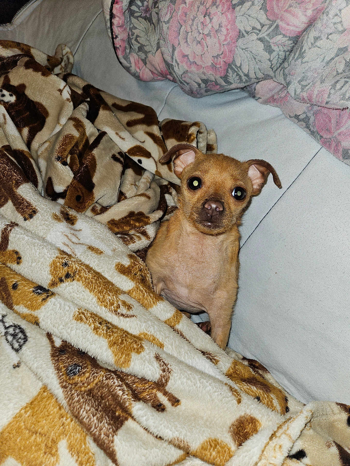 Journey is registered to the contest to win money with this photo: animal, blanket, comfort, couch, cozy, curious, cute, dog, ears, eyes, face, fluffy, furniture, home, indoor, patterned_blanket, pet, resting, small_dog, tan
