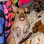 Journey is registered to the contest to win money with this photo: animal, blanket, colorful_blanket, comfort, cozy, cute, dog, ears_up, fur, home, indoors, lying_down, patterned_blanket, pet, playful, relaxed, resting, small_dog, snuggle, tongue_out