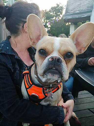 Doggy participe au concours pour gagner de l'argent avec cette photo : canidae, carnivore, collar, companion_dog, dog, dog_breed, dog_collar, dog_supply, ear, fawn, fun, fur, leash, snout, sporting_group, terrestrial_animal, toy_dog, whiskers, working_animal, wrinkle