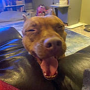 Pop Tart is registered to the contest to win money with this photo: adorable, blurred_background, brown_dog, candid, canine, close_up, couch, cute, dog, expression, home_interior, indoor, leather_sofa, living_room, muzzle, nose, pet, sleepy, tongue_out, yawning
