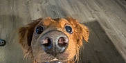 Prince is registered to the contest to win money with this photo: dog, golden_retriever, close_up, nose, curious, indoor, wooden_floor, pet, canine, animal, household, looking_up, brown_fur, ears, wide_eyes, flooring, cooler, furniture, dim_light, room