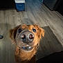 dog, golden_retriever, close_up, nose, curious, indoor, wooden_floor, pet, canine, animal, household, looking_up, brown_fur, ears, wide_eyes, flooring, cooler, furniture, dim_light, room
