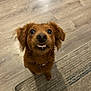 Prince joined the competition — help win amazing prizes! dog, brown_dog, pet, floor, wooden_floor, rug, indoor, animal, cute, smiling, ears, collar, looking_up, small_dog, canine, fur, domestic_animal, playful, adorable, companion