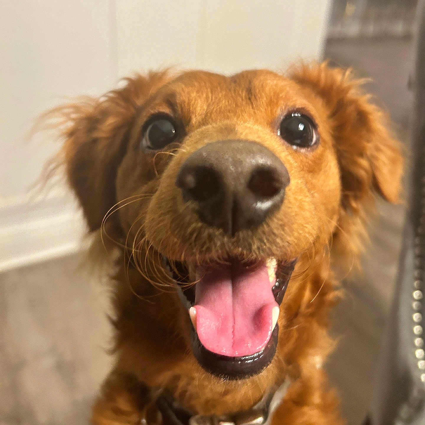 Prince is registered to the contest to win money with this photo: animal, brown_fur, canine, close_up, collar, companion, dog, ears, excited, face, floor, friendly, furniture, happy, indoor, mouth_open, nose, pet, tongue_out, whiskers