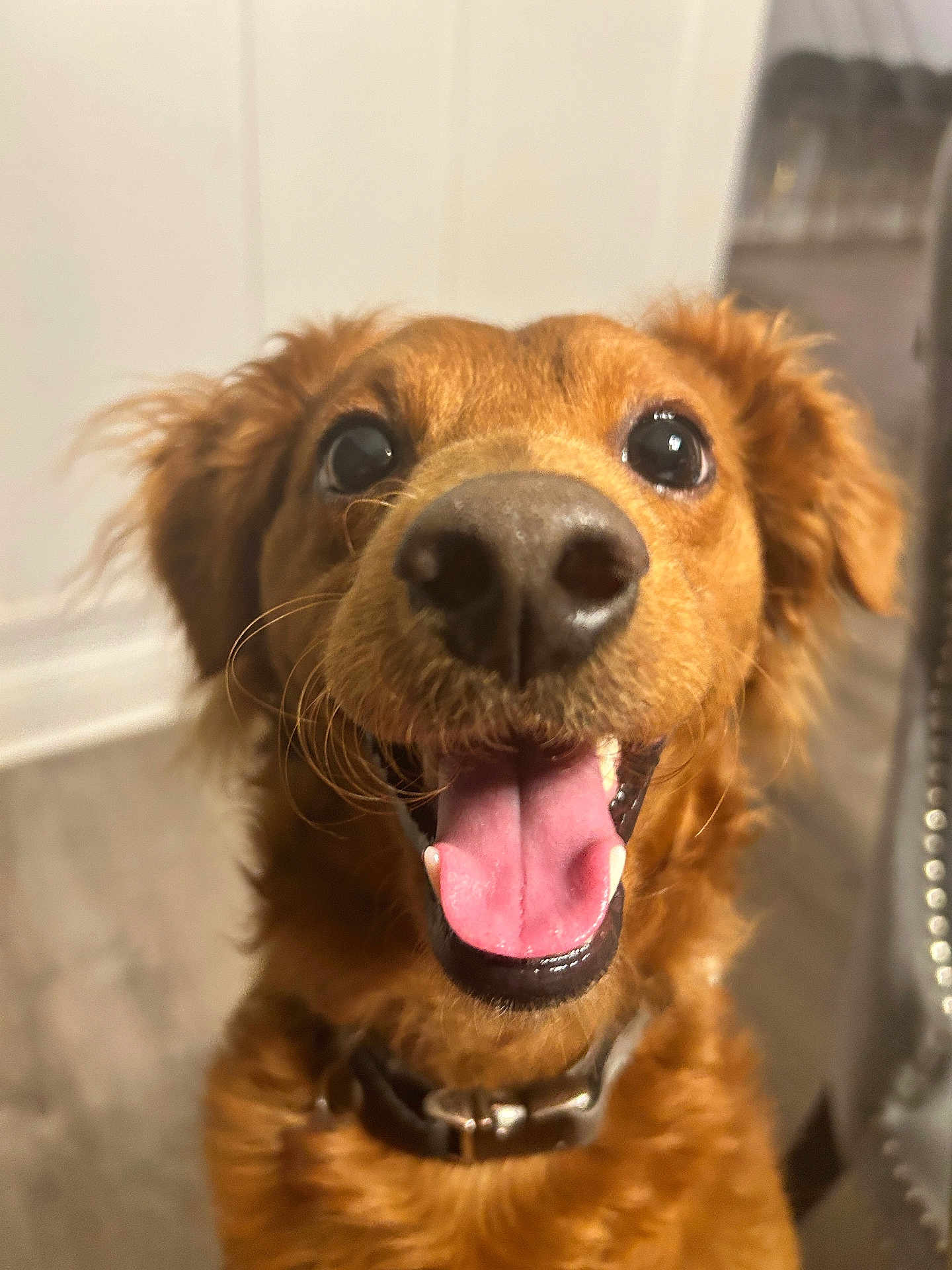Prince is registered to the contest to win money with this photo: dog, pet, canine, tongue_out, happy, close_up, indoor, brown_fur, collar, excited, animal, face, ears, mouth_open, floor, furniture, whiskers, nose, friendly, companion