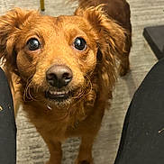 Prince joined the competition — help win amazing prizes! dog, pet, brown_dog, close_up, curious, ears, eyes, carpet, floor, indoor, animal, canine, mammal, fur, legs, pant, looking_up, cute, companion, friendly