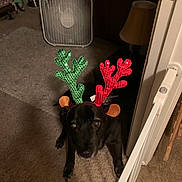 Buddy joined the competition — help win amazing prizes! dog, black_dog, antlers, sequin, costume, pet, indoor, carpet, baby_gate, lamp, fan, doorway, looking_up, holiday, festive, brown_ears, animal, home, decor, cute