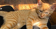 Tiger is registered to the contest to win money with this photo: animal, black_pants, cat, clothing, door, ears, fur, furniture, home, indoor, kitten, lap, orange_tabby, paw, pet, relaxed, sleepy, sunlight, whiskers, wooden_floor