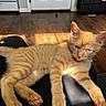 cat, kitten, orange_tabby, pet, animal, indoor, sunlight, wooden_floor, relaxed, sleepy, paw, fur, whiskers, ears, lap, clothing, black_pants, door, furniture, home
