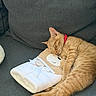 Tiger is registered to the contest to win money with this photo: cat, orange_tabby, sleeping, collar, towel, couch, gray, cozy, relaxation, indoor, pet, fur, cute, animal, resting, soft, paws, whiskers, nap, domestic
