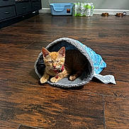 Tiger is registered to the contest to win money with this photo: animal, blue, cat, cat_tunnel, collar, cozy, feline, flooring, gray, household, indoor, kitten, orange_cat, pet, pet_bowls, red, relaxing, sleepy, water_bottles, wooden_floor