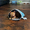 Tiger is registered to the contest to win money with this photo: animal, blue, cat, cat_tunnel, collar, cozy, feline, flooring, gray, household, indoor, kitten, orange_cat, pet, pet_bowls, red, relaxing, sleepy, water_bottles, wooden_floor