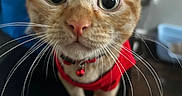 Tiger joined the competition — help win amazing prizes! animal, cat, close_up, curious, cute, domestic_cat, ears, face, feline, floor, fur, indoor, looking_up, nose, orange_tabby, pet, red_collar, red_harness, whiskers, wide_eyes