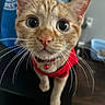 Tiger joined the competition — help win amazing prizes! animal, cat, close_up, curious, cute, domestic_cat, ears, face, feline, floor, fur, indoor, looking_up, nose, orange_tabby, pet, red_collar, red_harness, whiskers, wide_eyes