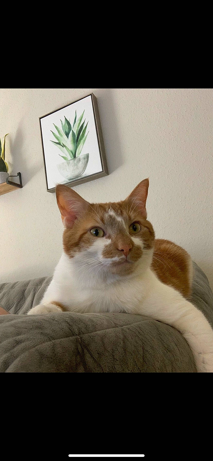 Cheeks joined the competition — help win amazing prizes! carnivore, cat, comfort, domestic_short_haired_cat, fawn, felidae, flowerpot, fur, houseplant, linens, picture_frame, plant, rectangle, small_to_medium_sized_cats, snout, tail, whiskers, white, window, wood