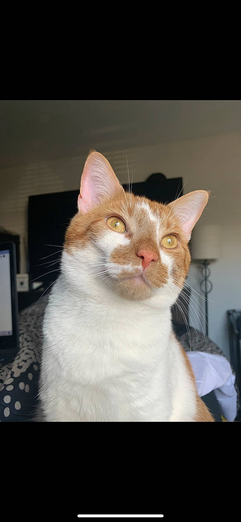 Cheeks is registered to the contest to win money with this photo: carnivore, cat, domestic_short_haired_cat, ear, eye, fawn, felidae, fur, head, iris, jaw, paper_product, small_to_medium_sized_cats, snout, tail, whiskers, window