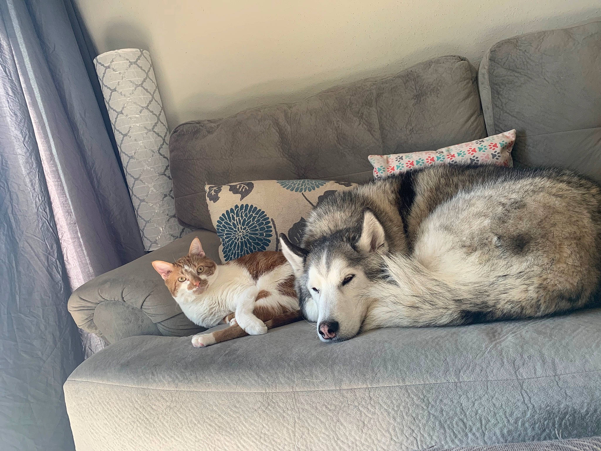 Cheeks is registered to the contest to win money with this photo: canidae, canis, carnivore, comfort, companion_dog, couch, dog, dog_breed, fawn, flooring, fur, furniture, grey, living_room, room, siberian_husky, sled_dog, sporting_group, wolf, working_animal