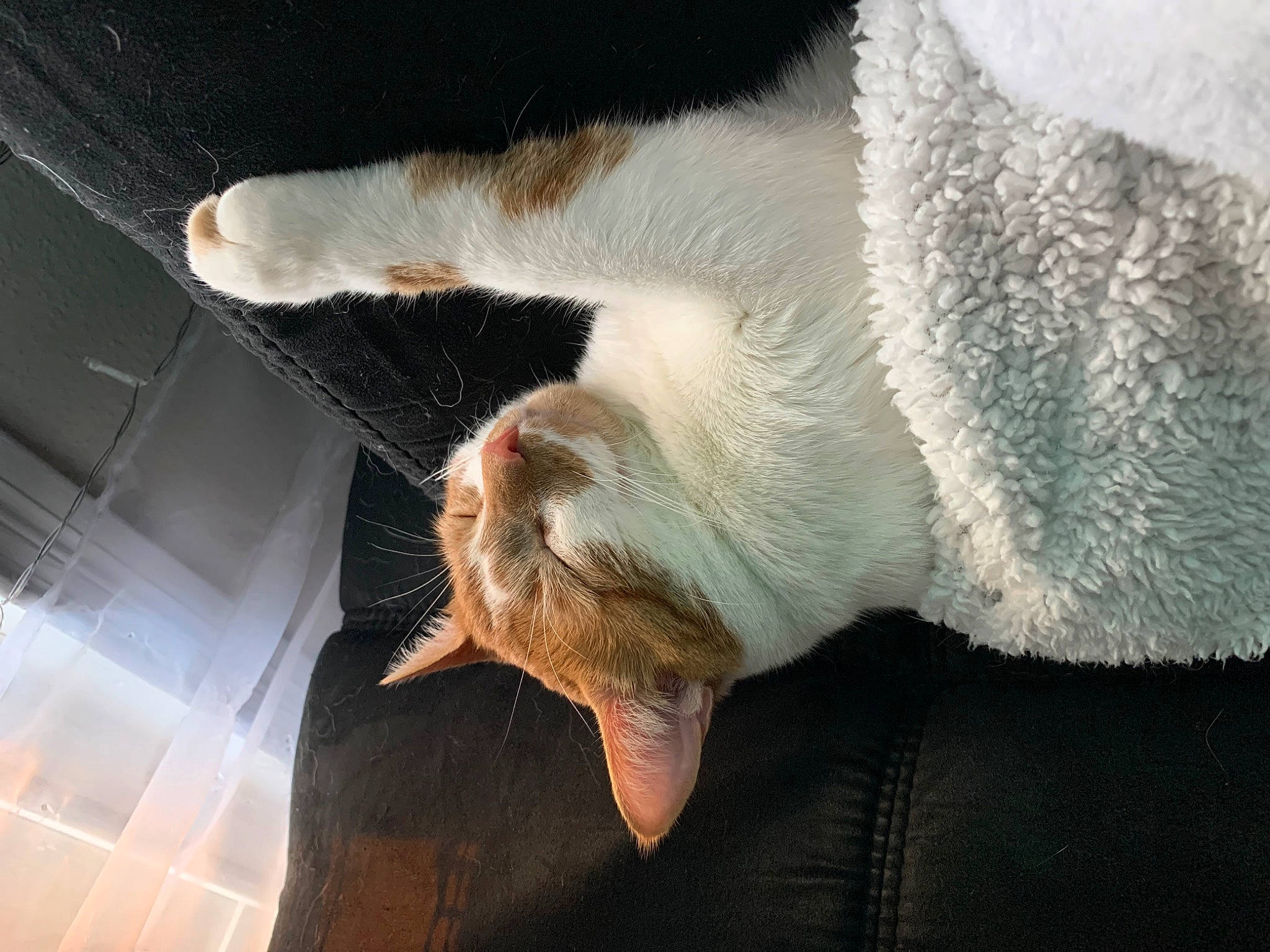 Cheeks is registered to the contest to win money with this photo: canidae, carnivore, cat, claw, comfort, domestic_short_haired_cat, fawn, felidae, fur, leg, nap, paw, sleep, small_to_medium_sized_cats, snout, sporting_group, tail, whiskers, window, wood