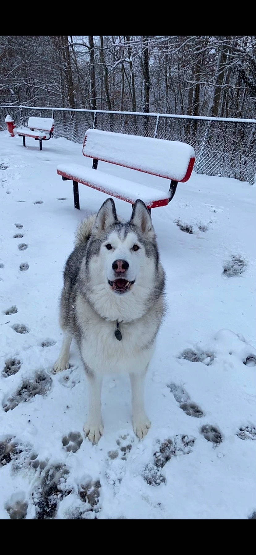Shasta is registered to the contest to win money with this photo: ancient_dog_breeds, canidae, carnivore, companion_dog, dog, dog_breed, freezing, fur, precipitation, recreation, sled_dog, snow, sporting_group, tree, winter, working_dog