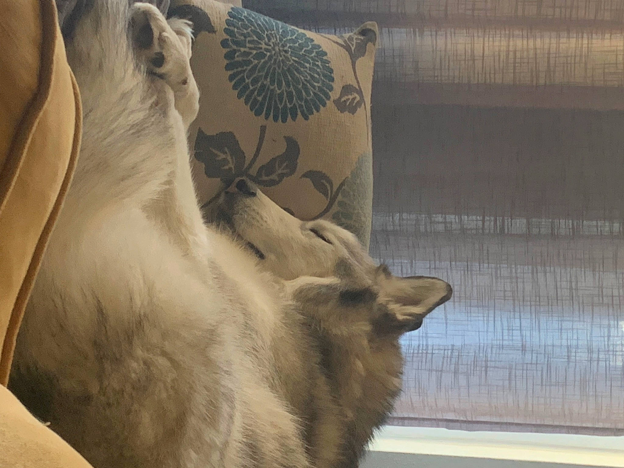 Shasta is registered to the contest to win money with this photo: canidae, carnivore, comfort, dog_breed, fawn, felidae, fur, linens, pillow, polar_bear, small_to_medium_sized_cats, snout, tail, terrestrial_animal, visual_arts, whiskers, wildlife, window, window_treatment, wood