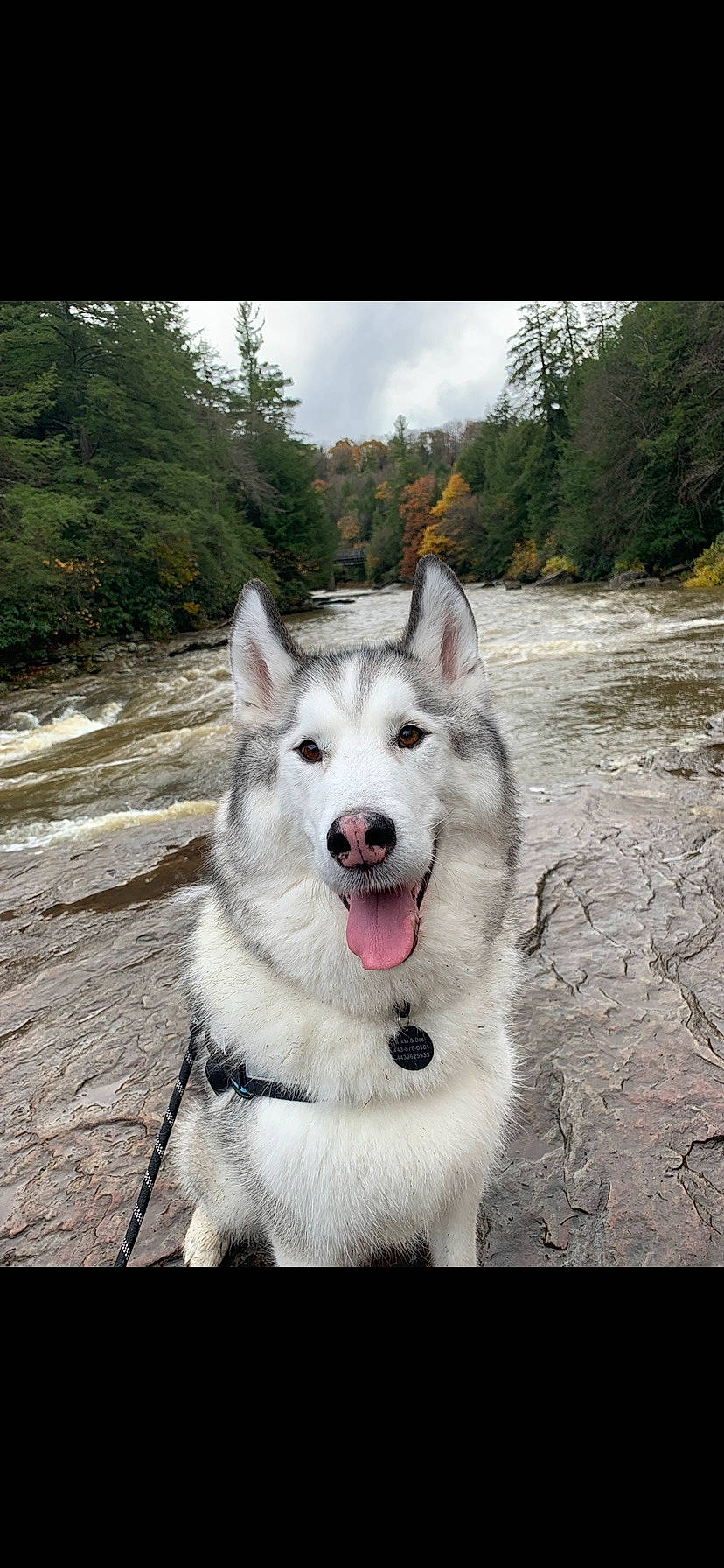 Shasta joined the competition — help win amazing prizes! ancient_dog_breeds, canidae, carnivore, cloud, collar, companion_dog, dog, dog_breed, dog_collar, fang, happy, plant, recreation, sky, sled_dog, snout, sporting_group, tree, water, working_dog