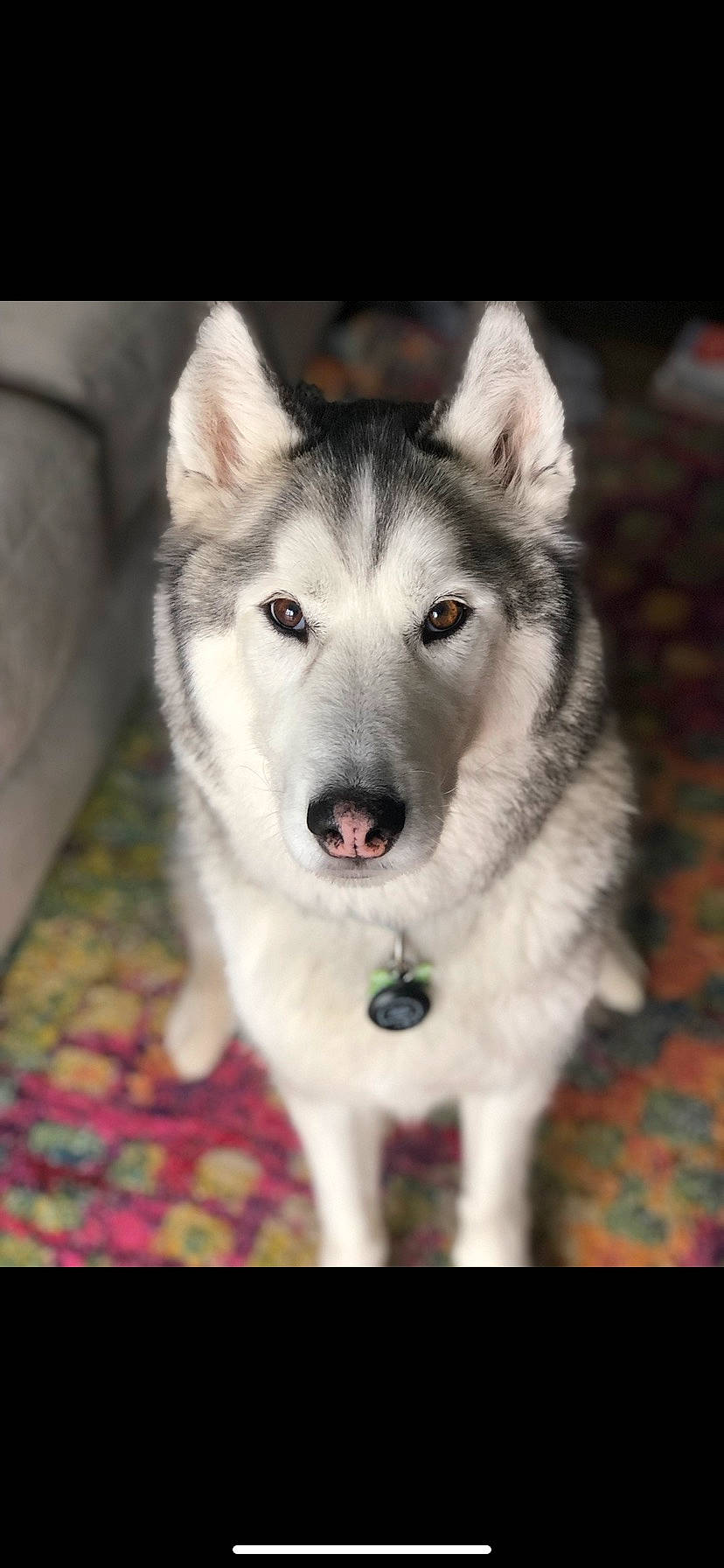 Shasta joined the competition — help win amazing prizes! ancient_dog_breeds, canidae, canis, carnivore, collar, companion_dog, dog, dog_breed, eye, fur, non_sporting_group, siberian_husky, sled_dog, snout, snow, sporting_group, whiskers, wolf, working_animal, working_dog