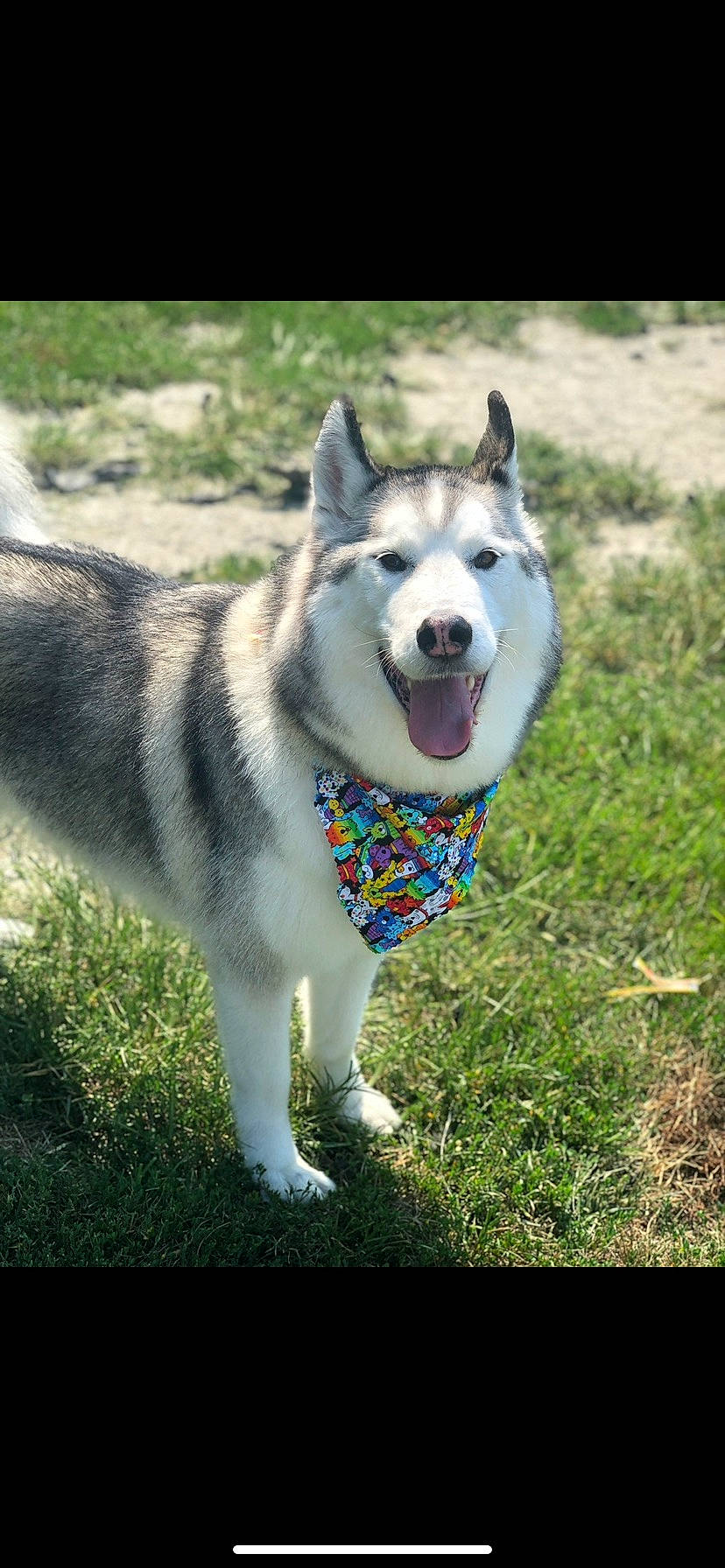 Shasta joined the competition — help win amazing prizes! ancient_dog_breeds, canidae, carnivore, collar, companion_dog, dog, dog_breed, grass, pet_supply, plant, siberian_husky, sled_dog, snout, sporting_group, tail, terrestrial_animal, tree, wolf, working_animal, working_dog