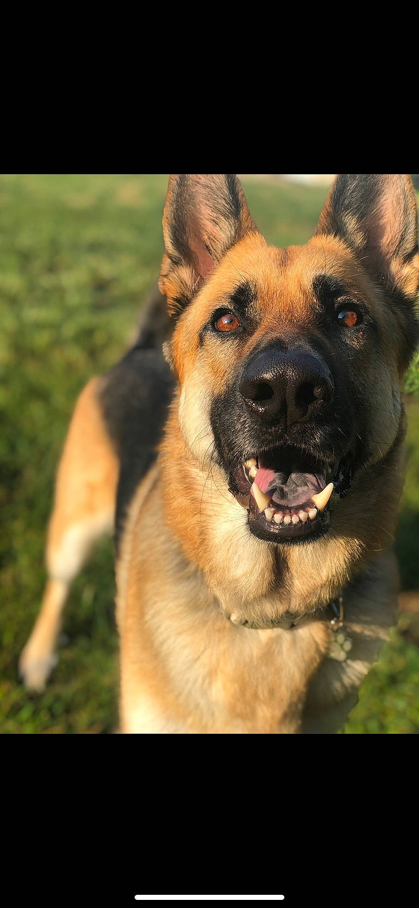 Hyland joined the competition — help win amazing prizes! carnivore, companion_dog, dog, dog_breed, east_european_shepherd, fang, fawn, fur, german_shepherd_dog, grass, guard_dog, herding_dog, old_german_shepherd_dog, plant, snout, sporting_group, tree, whiskers, working_animal, working_dog