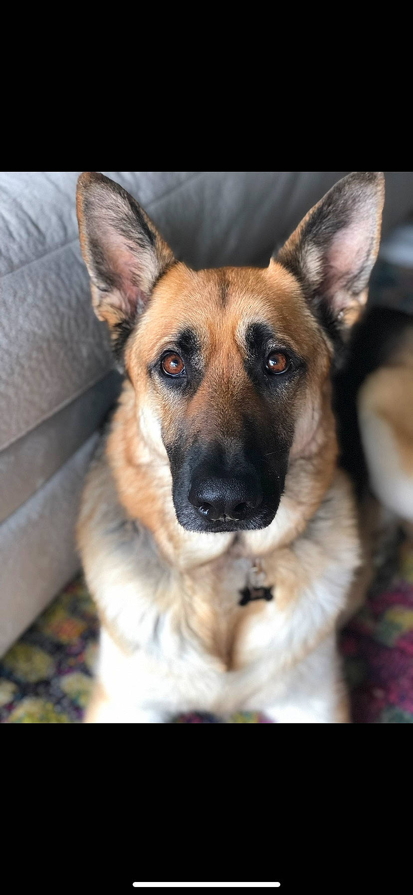 Hyland is registered to the contest to win money with this photo: canidae, carnivore, companion_dog, dog, dog_breed, ear, east_european_shepherd, eye, fawn, fur, german_shepherd_dog, head, herding_dog, jaw, king_shepherd, old_german_shepherd_dog, snout, sporting_group, whiskers, working_dog