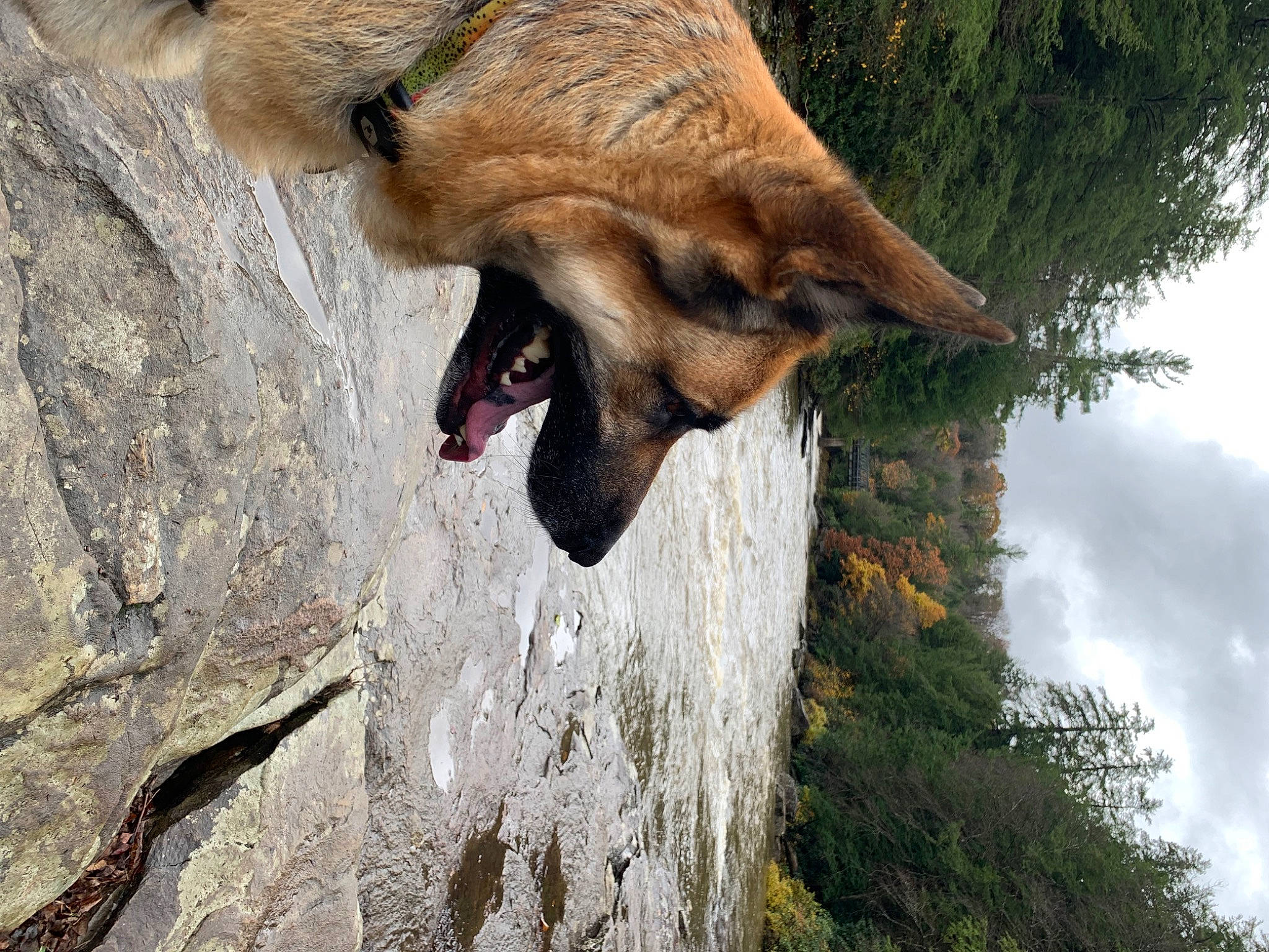 Hyland joined the competition — help win amazing prizes! bat, carnivore, cloud, dog, dog_breed, fang, fawn, felidae, fur, german_shepherd_dog, jaw, plant, sky, snout, sporting_group, terrestrial_animal, tree, trunk, wood, working_animal