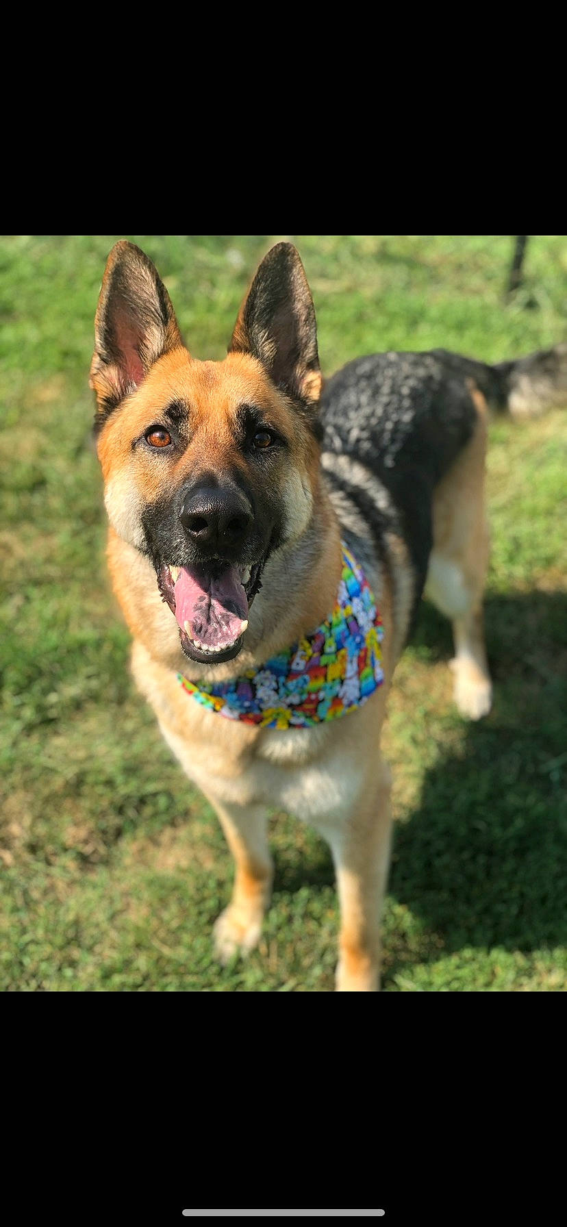 Hyland joined the competition — help win amazing prizes! ancient_dog_breeds, art, canidae, carnivore, collar, companion_dog, dog, dog_breed, dog_supply, fawn, grass, herding_dog, pet_supply, plant, snout, sporting_group, tree, wildlife, working_animal, working_dog