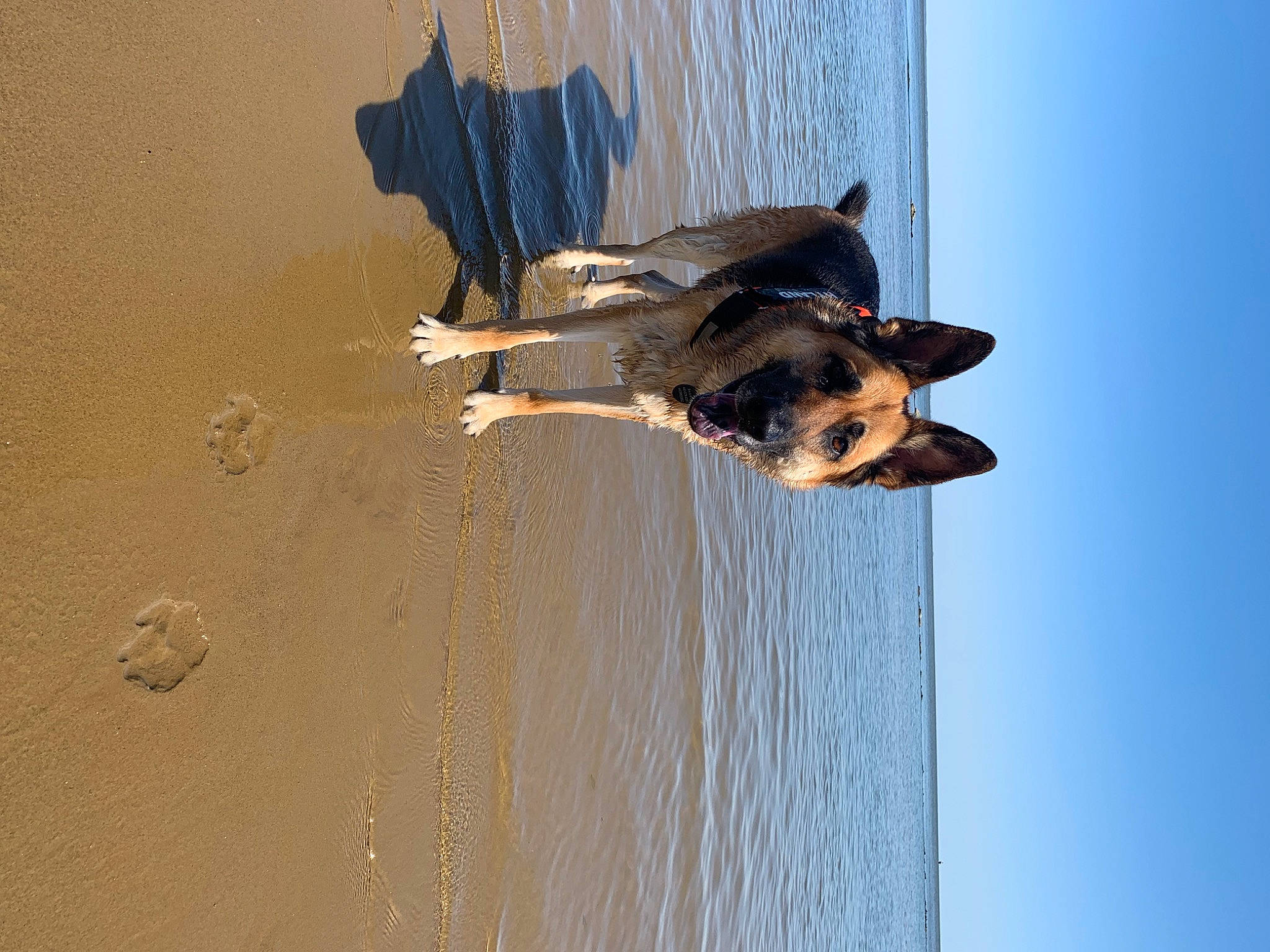 Hyland is registered to the contest to win money with this photo: aeolian_landform, beach, canidae, carnivore, dog, dog_breed, fawn, lake, landscape, liquid, ocean, sand, shadow, singing_sand, sky, sporting_group, water, wood, working_animal, working_dog