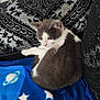cat, animal, pet, feline, cozy, blanket, blue, stars, planet, cushion, black, patterned, indoor, resting, cute, fur, whiskers, small, curled, relaxed