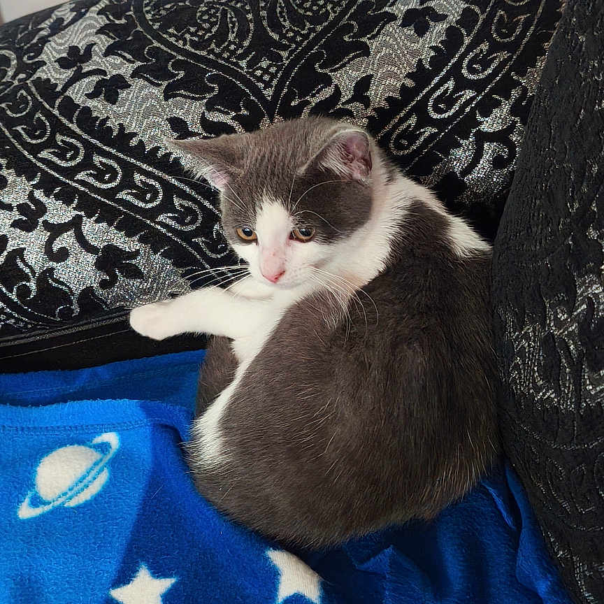 Mowgli a rejoint le concours — aidez-le/la à gagner de superbes lots ! animal, black, blanket, blue, cat, cozy, curled, cushion, cute, feline, fur, indoor, patterned, pet, planet, relaxed, resting, small, stars, whiskers