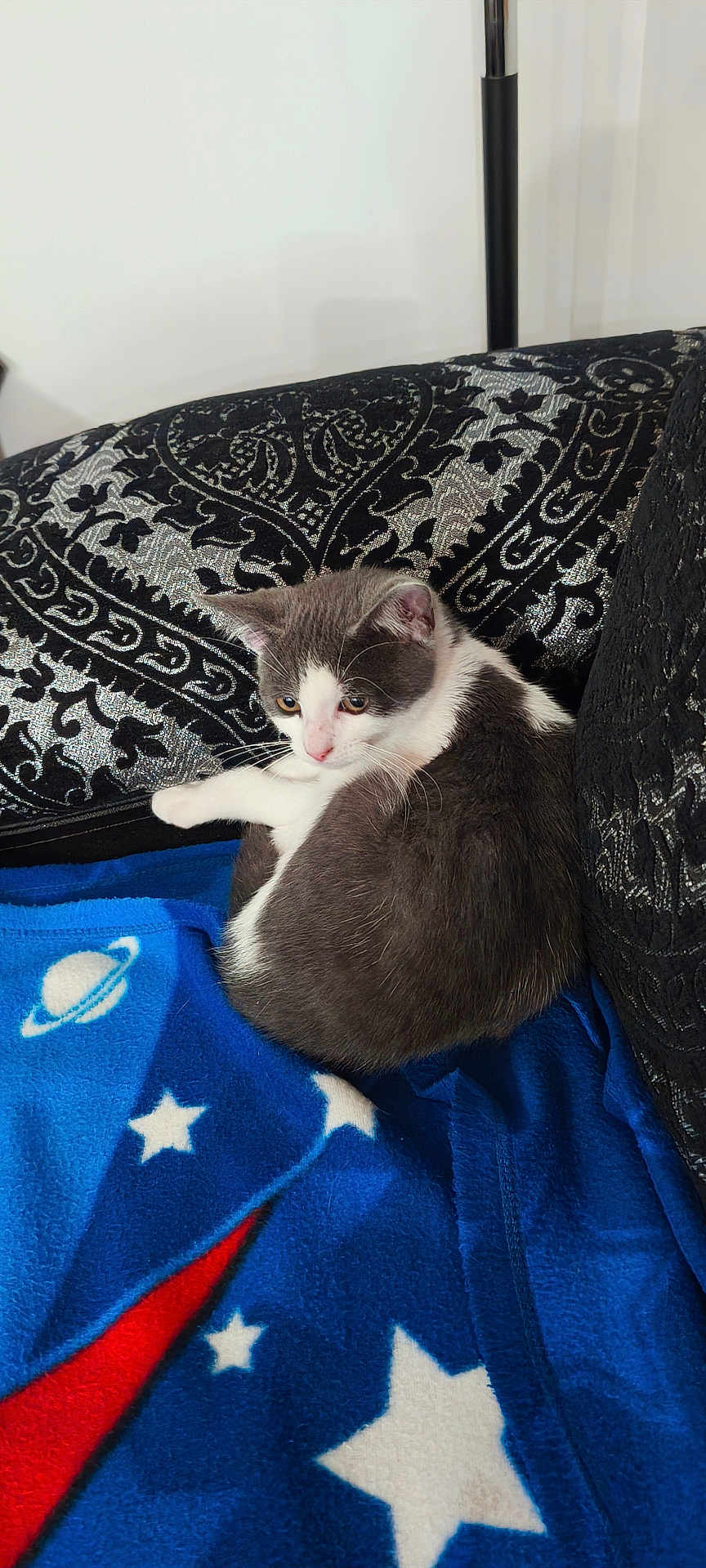 Mowgli a rejoint le concours — aidez-le/la à gagner de superbes lots ! cat, animal, pet, feline, cozy, blanket, blue, stars, planet, cushion, black, patterned, indoor, resting, cute, fur, whiskers, small, curled, relaxed