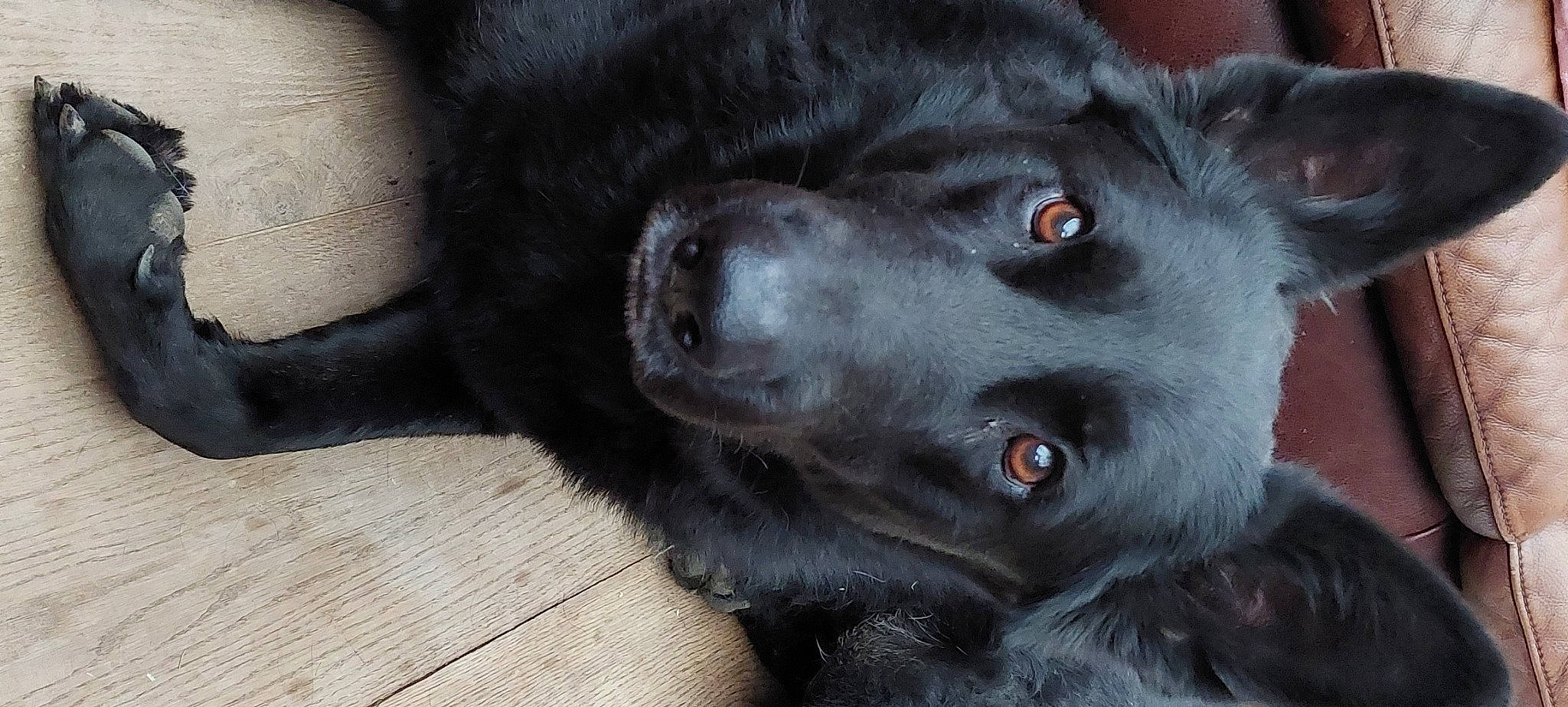 Clooney participe au concours pour gagner de l'argent avec cette photo : borador, carnivore, companion_dog, dog, dog_breed, dog_collar, fur, gun_dog, liver, puppy, retriever, sporting_group, whiskers, working_animal