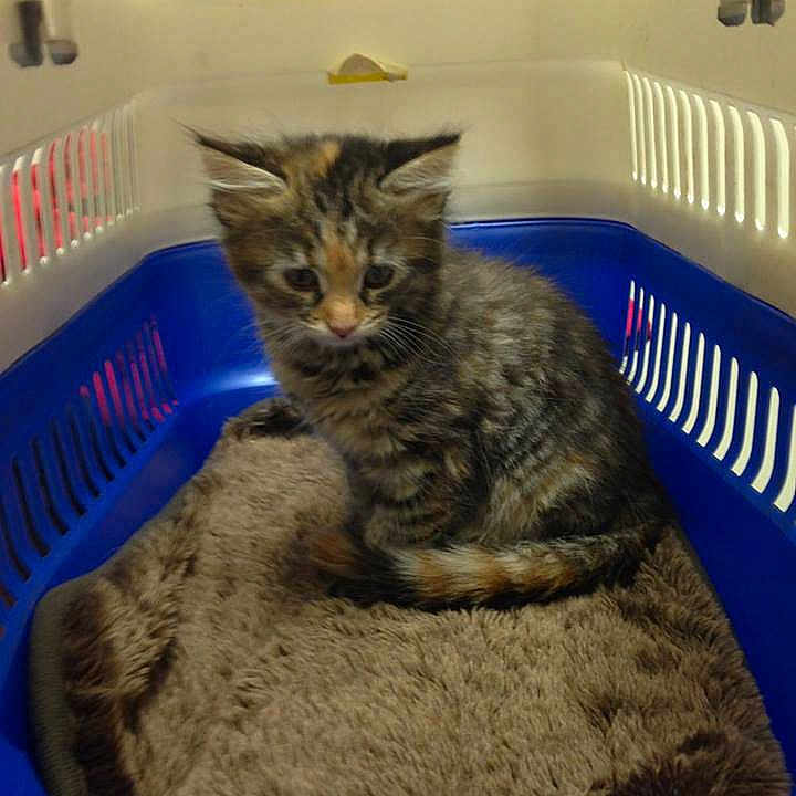 Tigerlily is registered to the contest to win money with this photo: