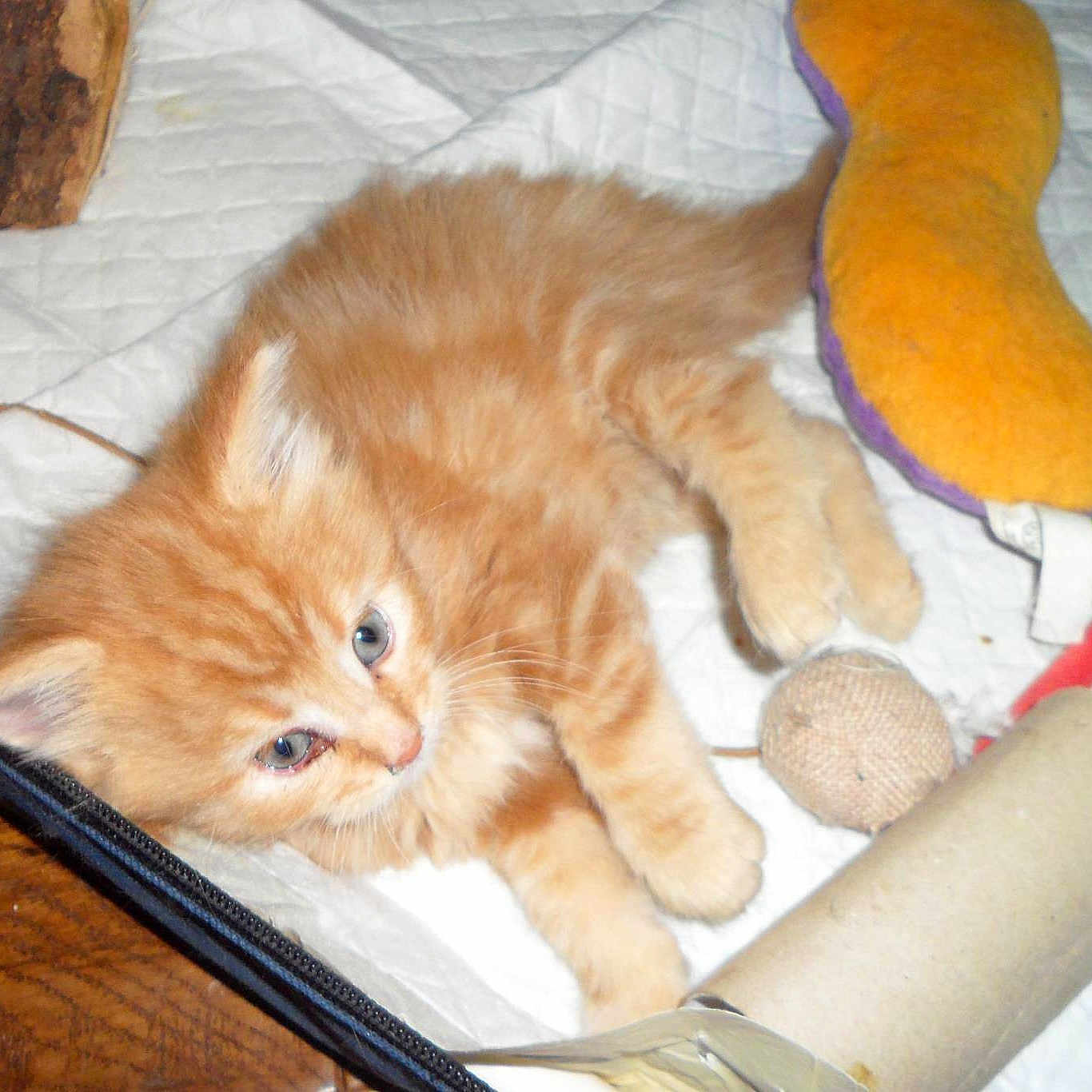 Oliver