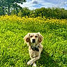 Suki a rejoint le concours — aidez-le/la à gagner de superbes lots ! dog, grass, yellow_flowers, field, outdoor, nature, sunlight, greenery, sky, clouds, canine, collar, pet, animal, summer, peaceful, relaxed, crossed_paws, trees, meadow