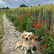 Suki a rejoint le concours — aidez-le/la à gagner de superbes lots ! dog, golden_dog, path, dirt_path, poppies, red_flowers, wheat_field, greenery, cloudy_sky, outdoor, nature, grass, plants, rural, animal, pet, sitting, canine, flora, landscape